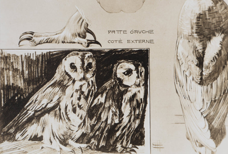 Mathurin MEHEUT : Le Hibou Petit Duc, Lithographie signée