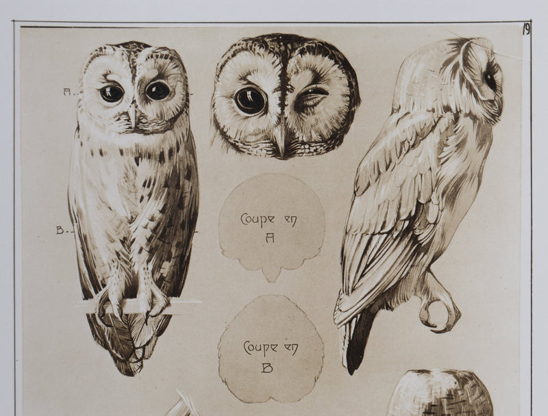 Mathurin MEHEUT : Le Hibou Petit Duc, Lithographie signée