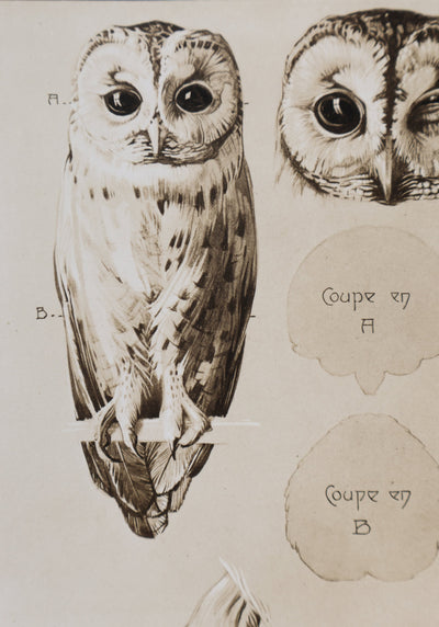 Mathurin MEHEUT : Le Hibou Petit Duc, Lithographie signée