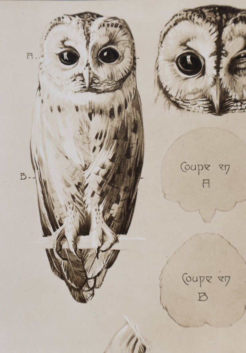 Mathurin MEHEUT : Le Hibou Petit Duc, Lithographie signée