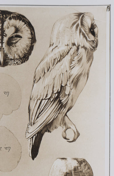 Mathurin MEHEUT : Le Hibou Petit Duc, Lithographie signée