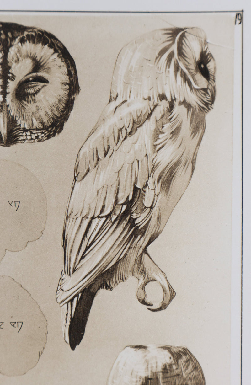 Mathurin MEHEUT : Le Hibou Petit Duc, Lithographie signée