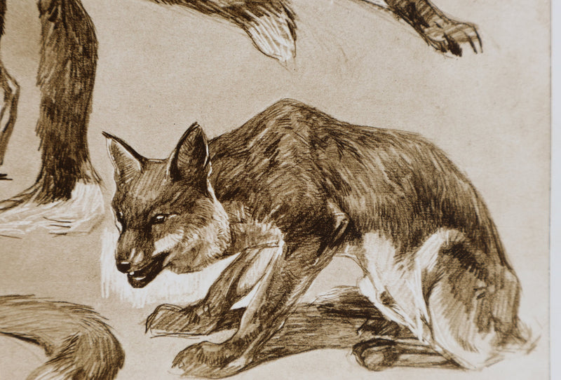 Mathurin MEHEUT : Le Renard, Lithographie signée