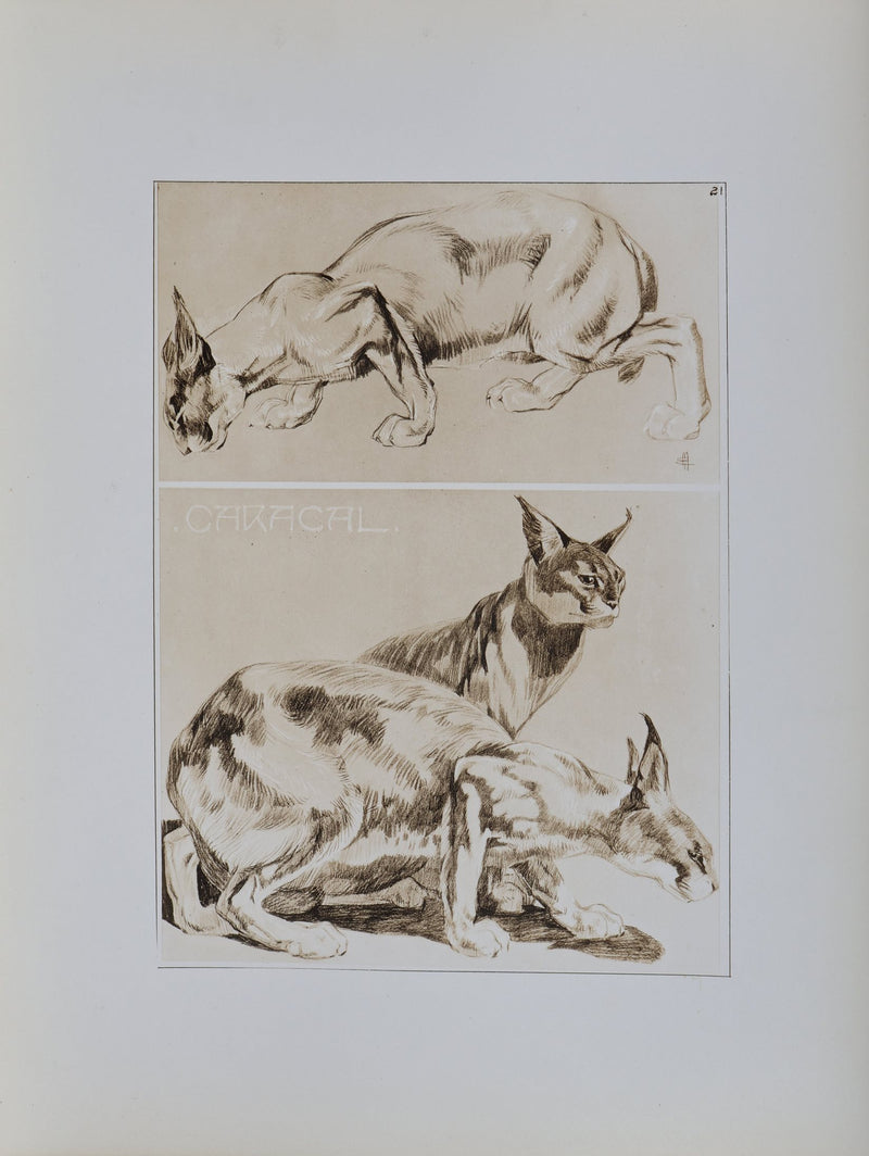 Mathurin MEHEUT : Le Caracal, Lithographie signée