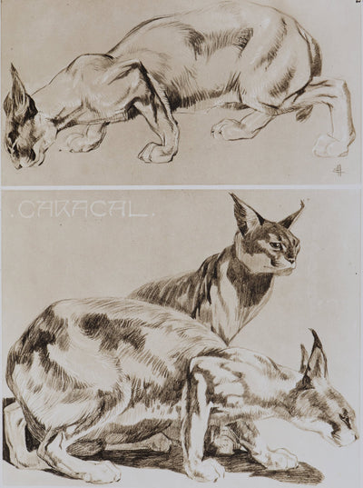 Mathurin MEHEUT : Le Caracal, Lithographie signée