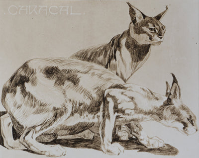 Mathurin MEHEUT : Le Caracal, Lithographie signée