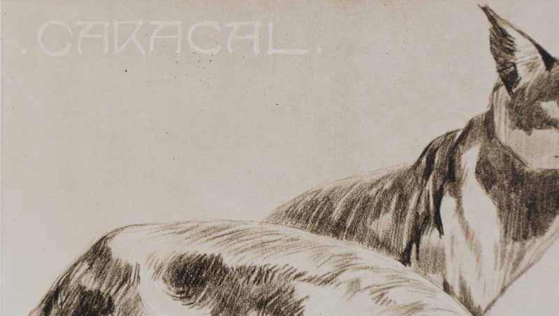 Mathurin MEHEUT : Le Caracal, Lithographie signée