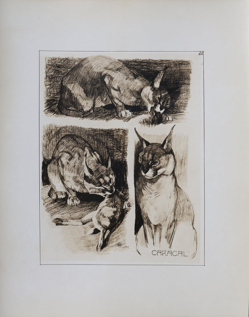 Mathurin MEHEUT : Le Caracal, Lithographie signée