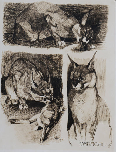 Mathurin MEHEUT : Le Caracal, Lithographie signée