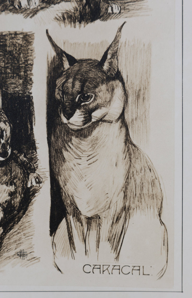 Mathurin MEHEUT : Le Caracal, Lithographie signée