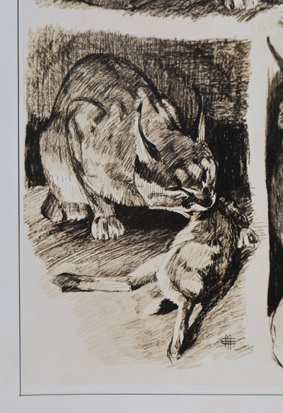 Mathurin MEHEUT : Le Caracal, Lithographie signée