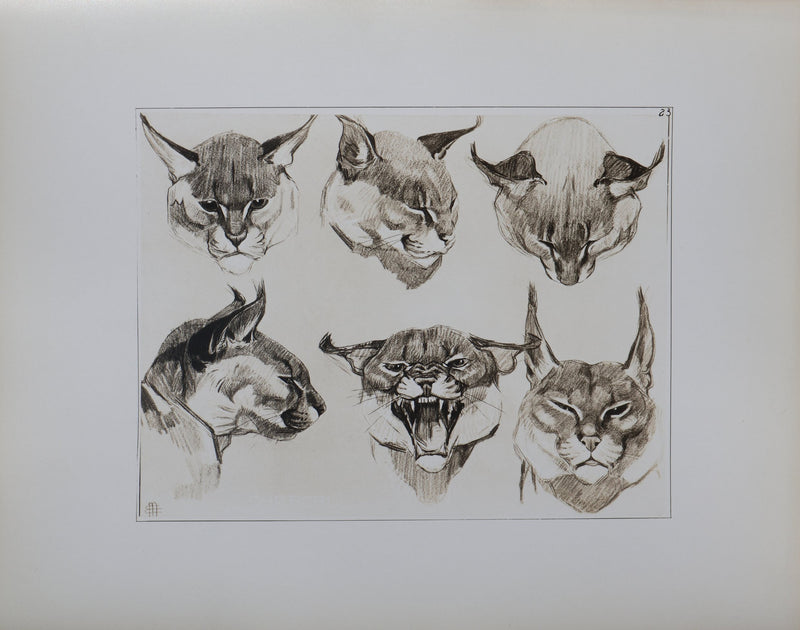 Mathurin MEHEUT : Le Caracal, Lithographie signée