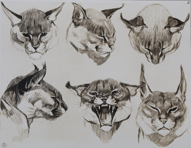 Mathurin MEHEUT : Le Caracal, Lithographie signée