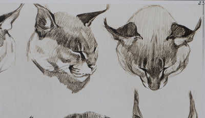 Mathurin MEHEUT : Le Caracal, Lithographie signée