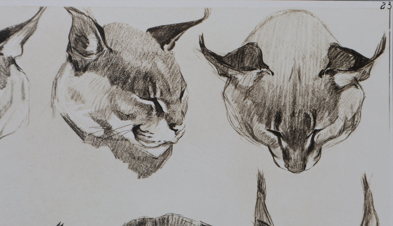 Mathurin MEHEUT : Le Caracal, Lithographie signée