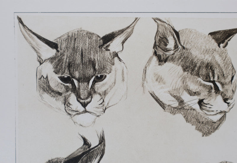 Mathurin MEHEUT : Le Caracal, Lithographie signée