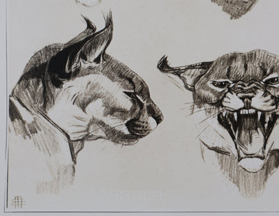 Mathurin MEHEUT : Le Caracal, Lithographie signée