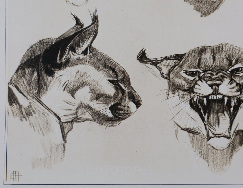 Mathurin MEHEUT : Le Caracal, Lithographie signée