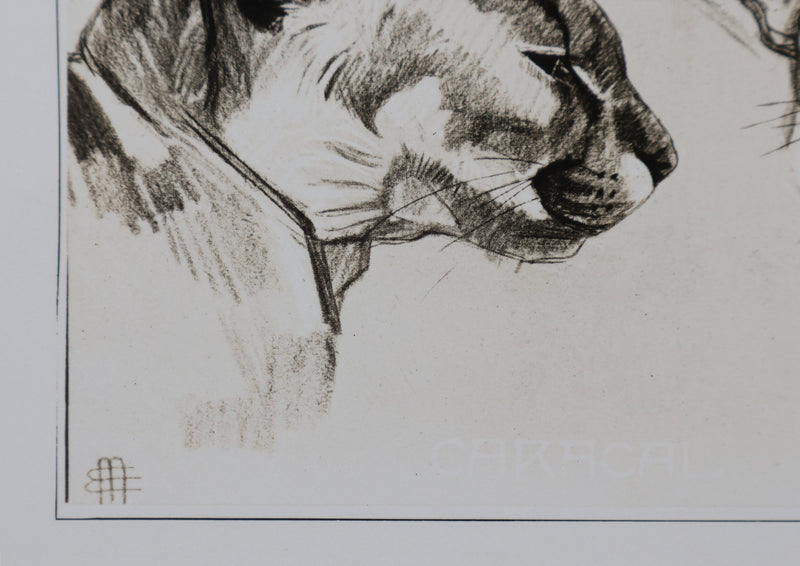 Mathurin MEHEUT : Le Caracal, Lithographie signée