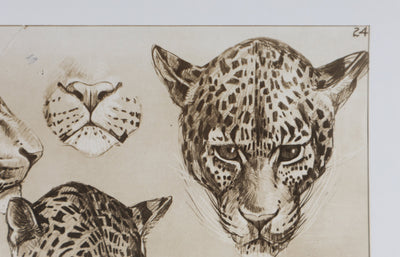 Mathurin MEHEUT : La Panthère, Lithographie signée