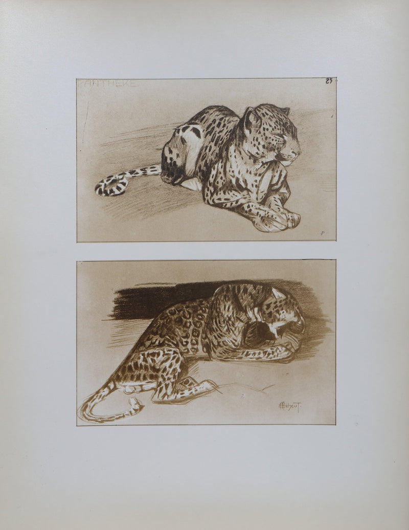 Mathurin MEHEUT : La Panthère, Lithographie signée