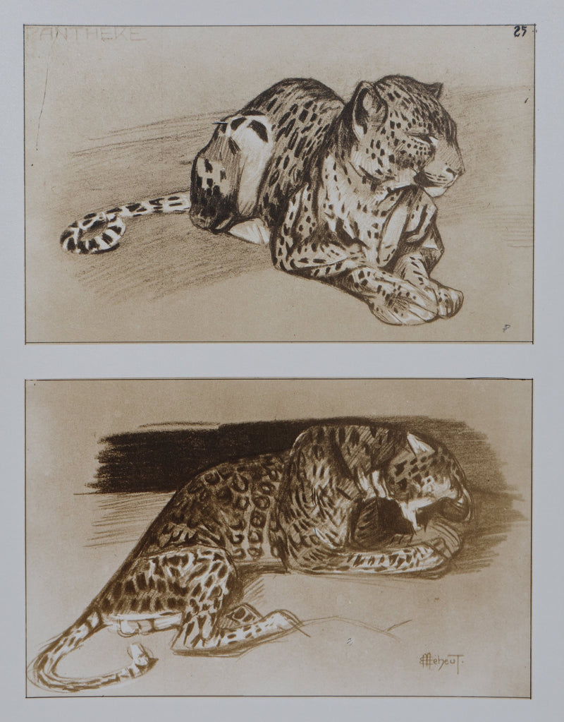 Mathurin MEHEUT : La Panthère, Lithographie signée