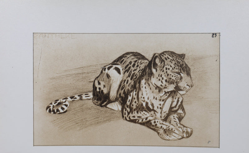 Mathurin MEHEUT : La Panthère, Lithographie signée