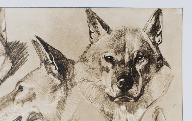 Mathurin MEHEUT : Le Loup, Lithographie signée