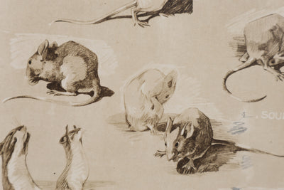 Mathurin MEHEUT : La Souris, Lithographie signée