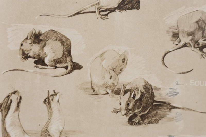 Mathurin MEHEUT : La Souris, Lithographie signée