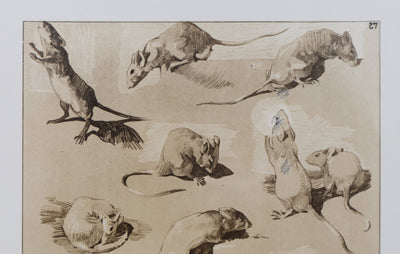 Mathurin MEHEUT : La Souris, Lithographie signée