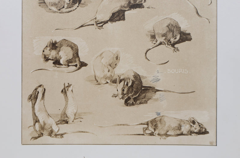 Mathurin MEHEUT : La Souris, Lithographie signée