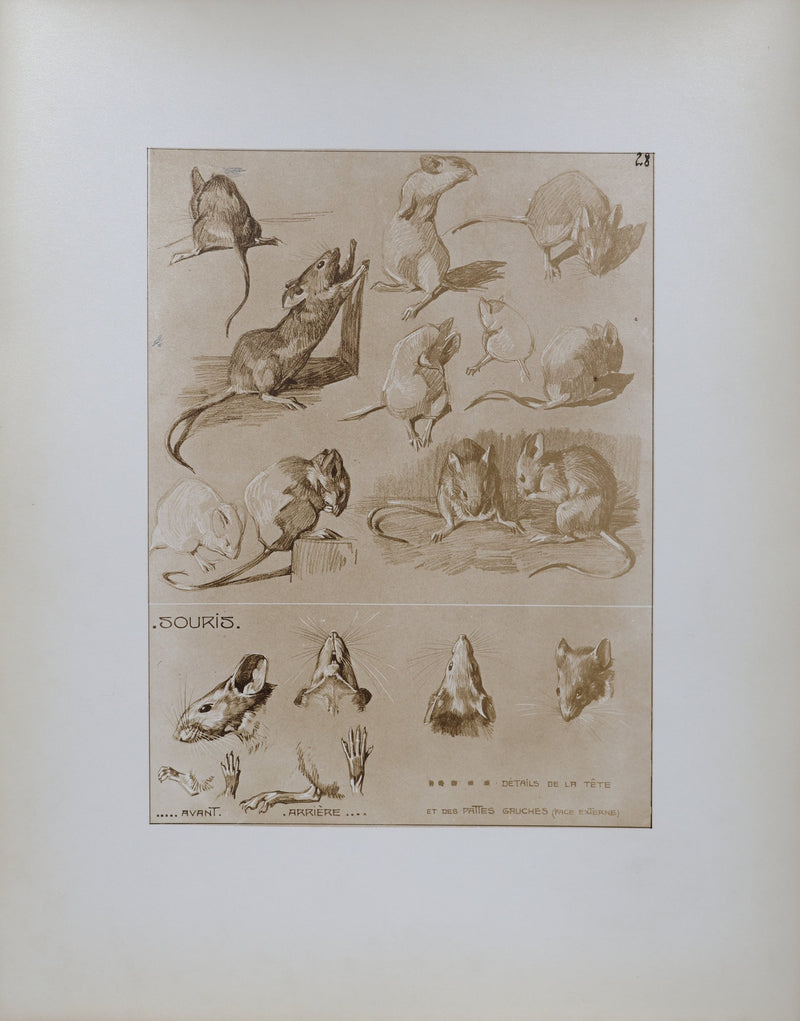 Mathurin MEHEUT : La Souris, Lithographie signée