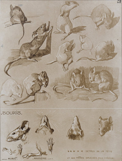 Mathurin MEHEUT : La Souris, Lithographie signée
