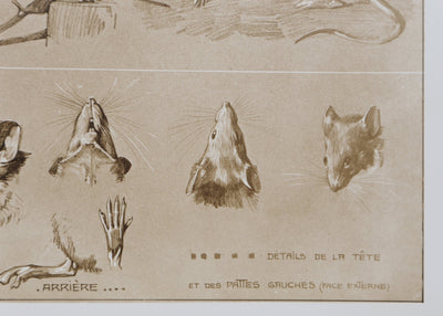 Mathurin MEHEUT : La Souris, Lithographie signée