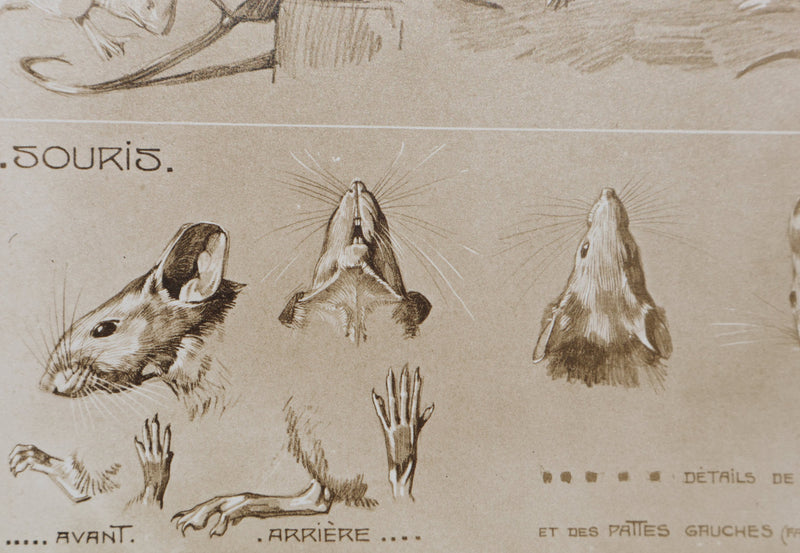 Mathurin MEHEUT : La Souris, Lithographie signée