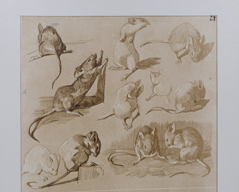 Mathurin MEHEUT : La Souris, Lithographie signée
