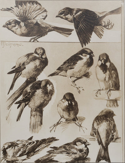 Mathurin MEHEUT : Le Moineau, Lithographie