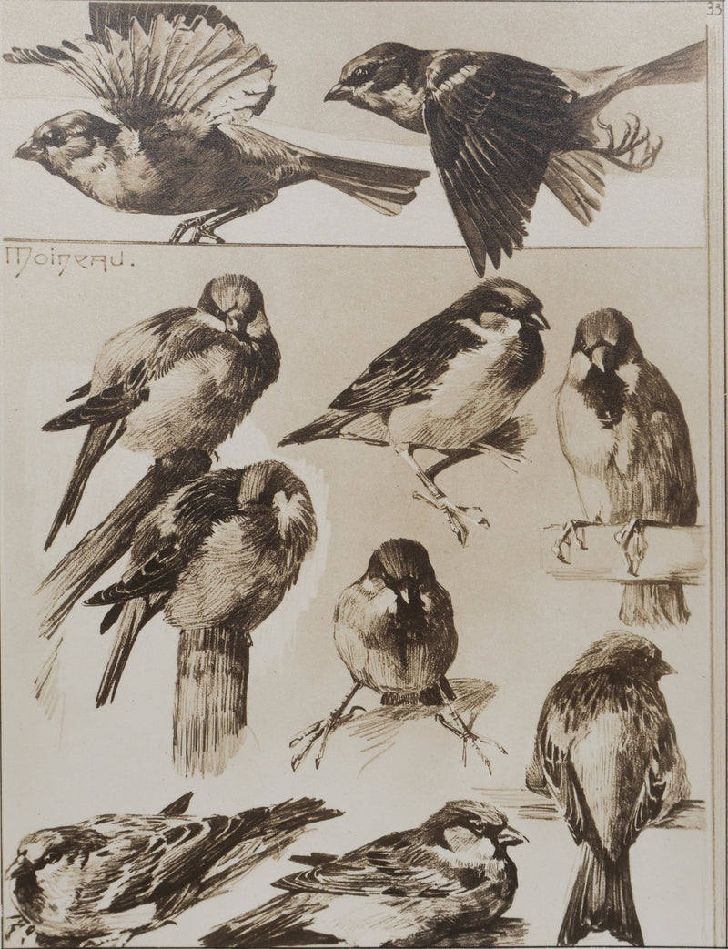 Mathurin MEHEUT : Le Moineau, Lithographie