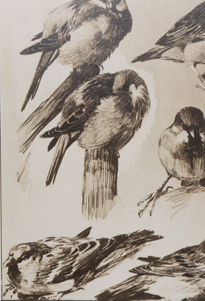 Mathurin MEHEUT : Le Moineau, Lithographie