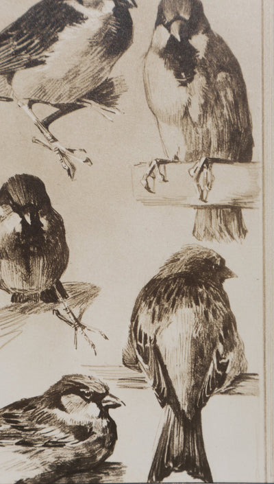 Mathurin MEHEUT : Le Moineau, Lithographie