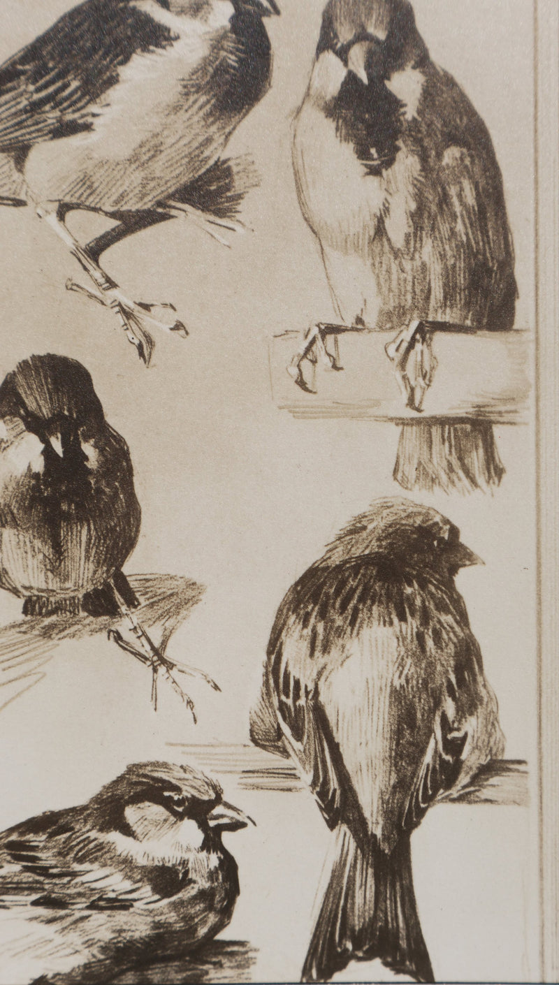 Mathurin MEHEUT : Le Moineau, Lithographie