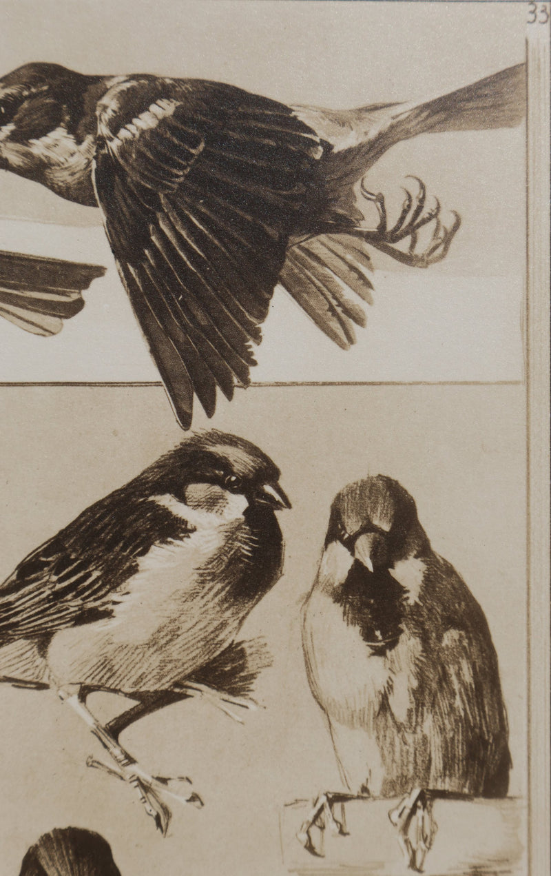 Mathurin MEHEUT : Le Moineau, Lithographie