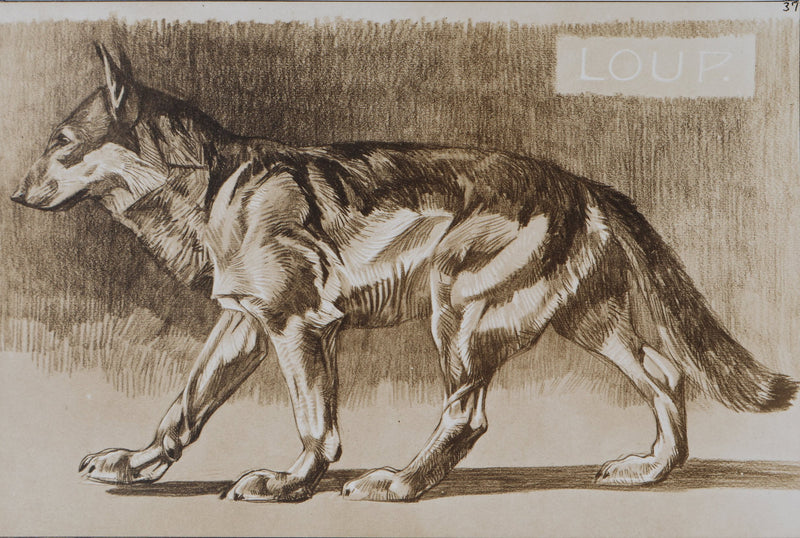 Mathurin MEHEUT : Le Loup, Lithographie