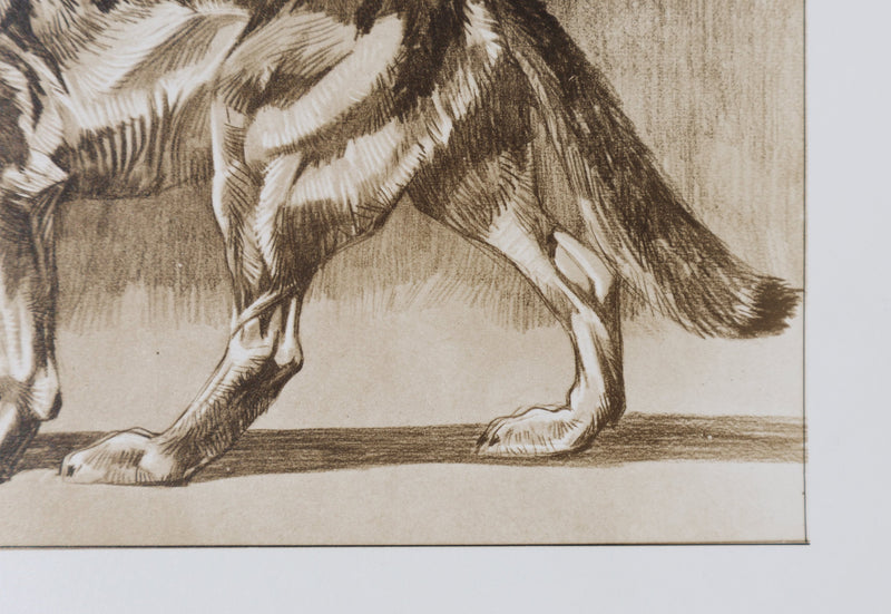 Mathurin MEHEUT : Le Loup, Lithographie
