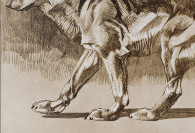 Mathurin MEHEUT : Le Loup, Lithographie