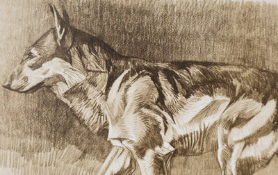 Mathurin MEHEUT : Le Loup, Lithographie