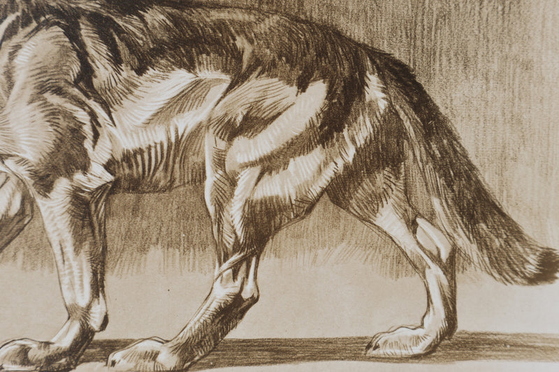 Mathurin MEHEUT : Le Loup, Lithographie