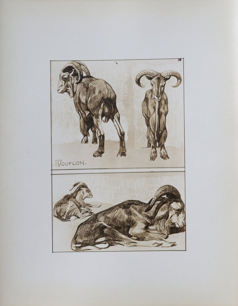 Mathurin MEHEUT : Le Mouflon, Lithographie