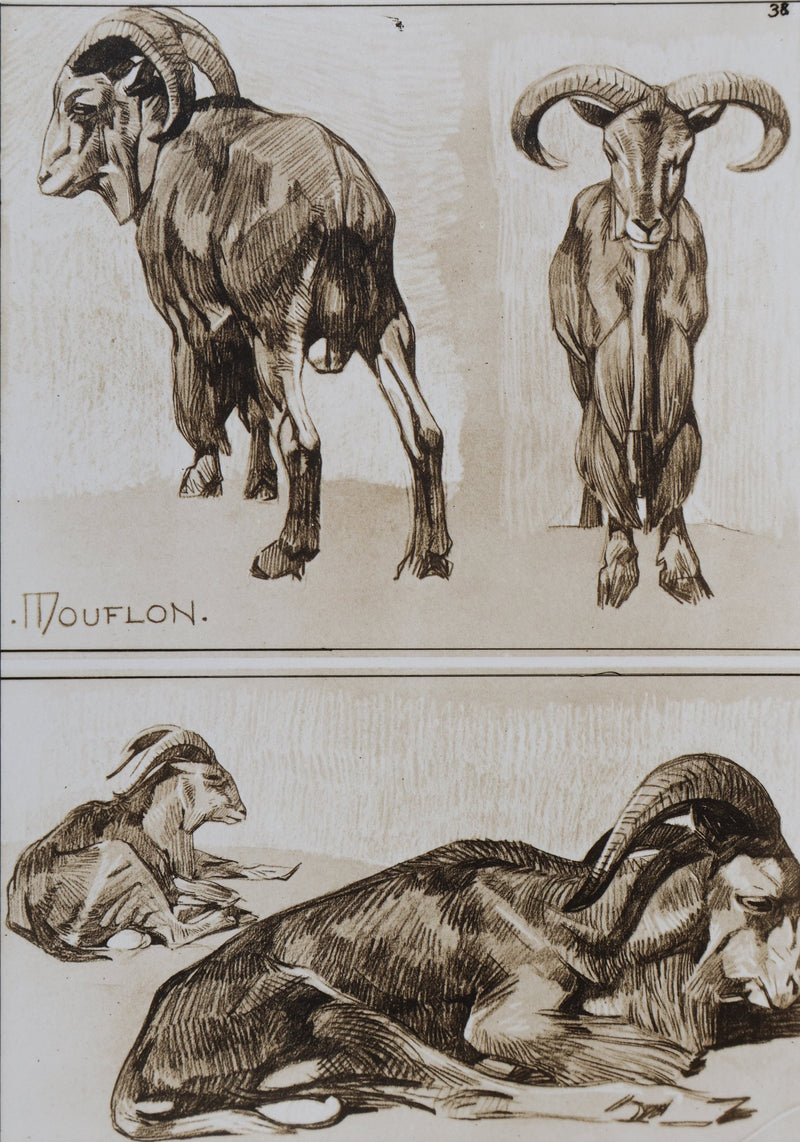 Mathurin MEHEUT : Le Mouflon, Lithographie